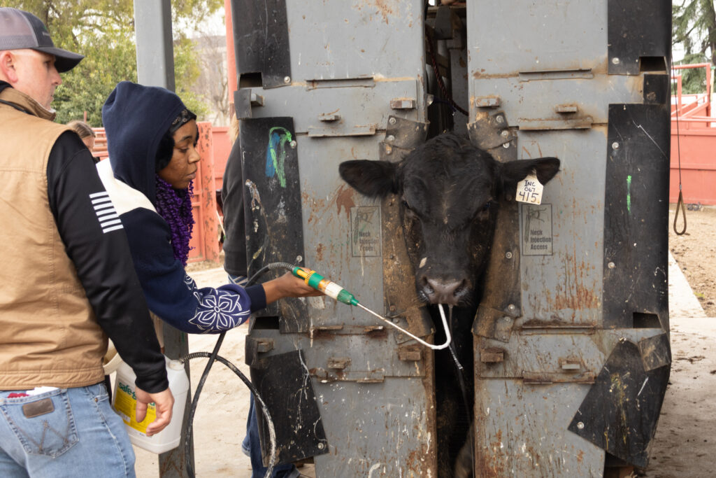 Future farmers grow real-world skills at Cal State’s working farms