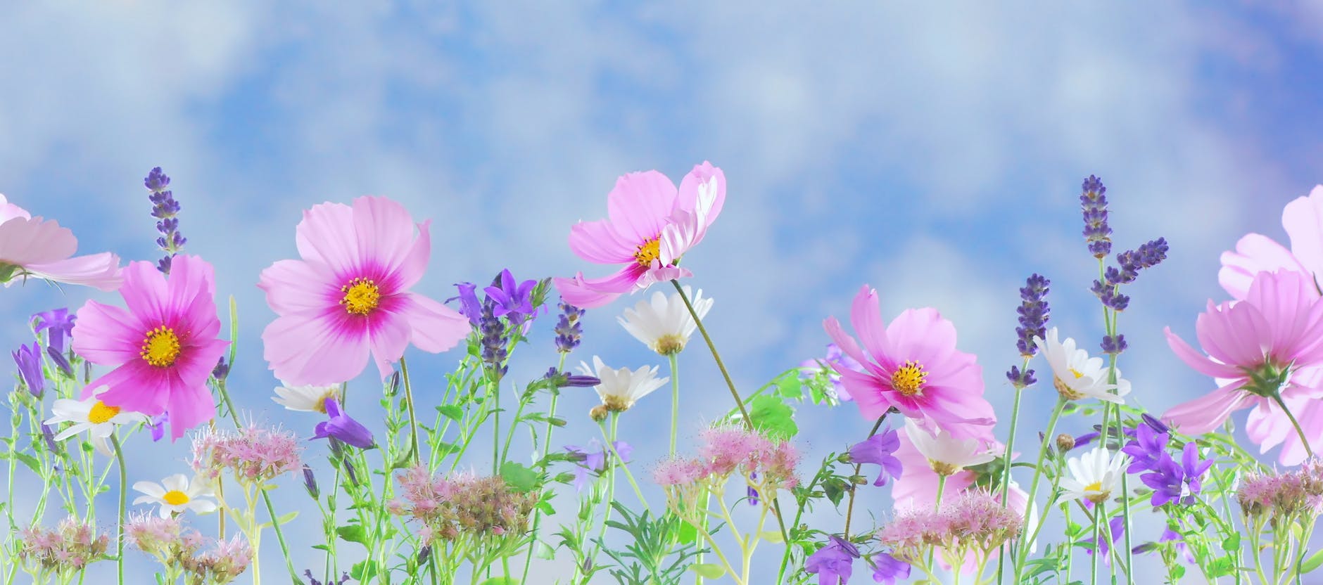 How does your garden grow? |