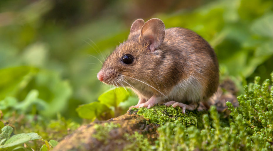 Identifying &#8220;mickey mouse&#8221; courses | Wonkhe