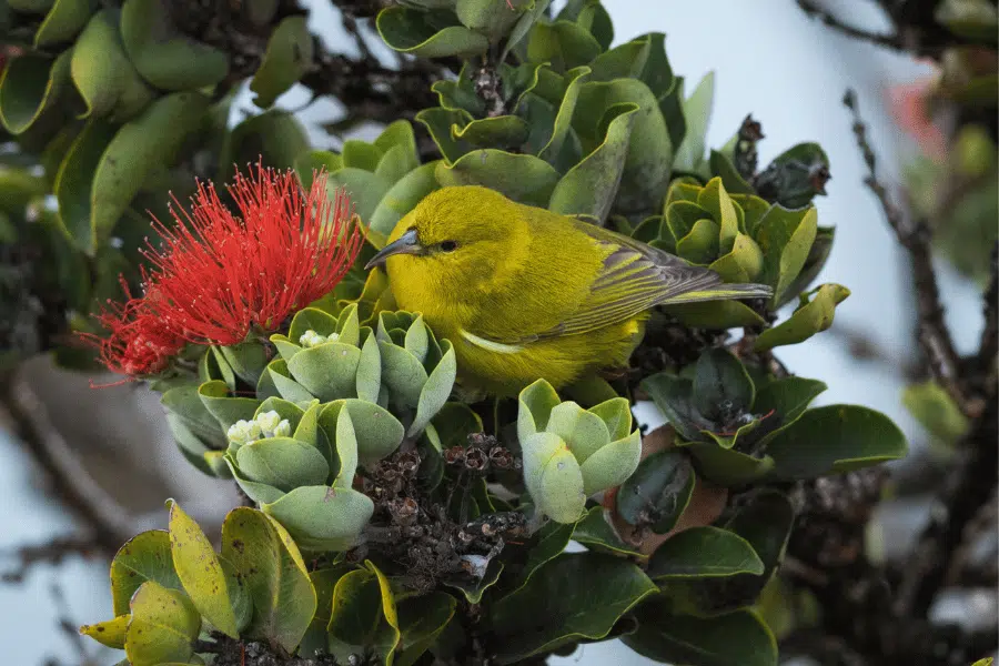 Bringing back birds from the brink of extinction