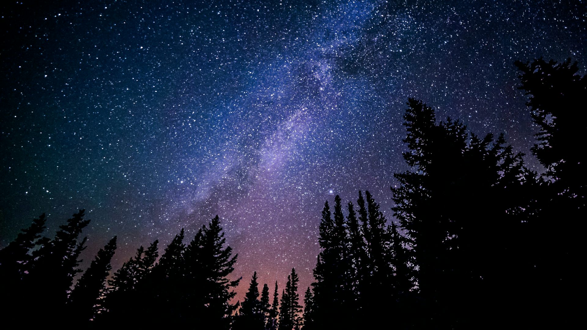 A starry sky, silhouetted by trees.