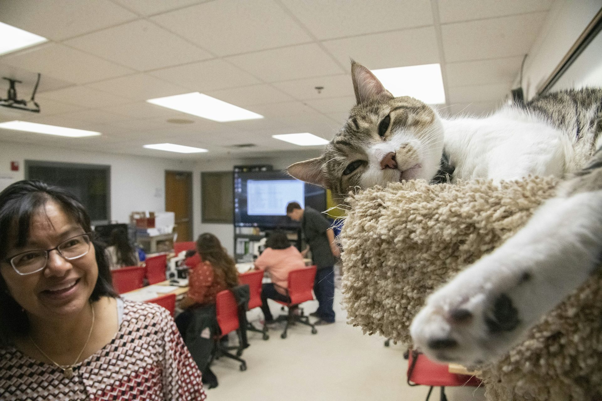 A woman smiles at a cat that is resting on a cat bed, in a classroom with people seated nearby.