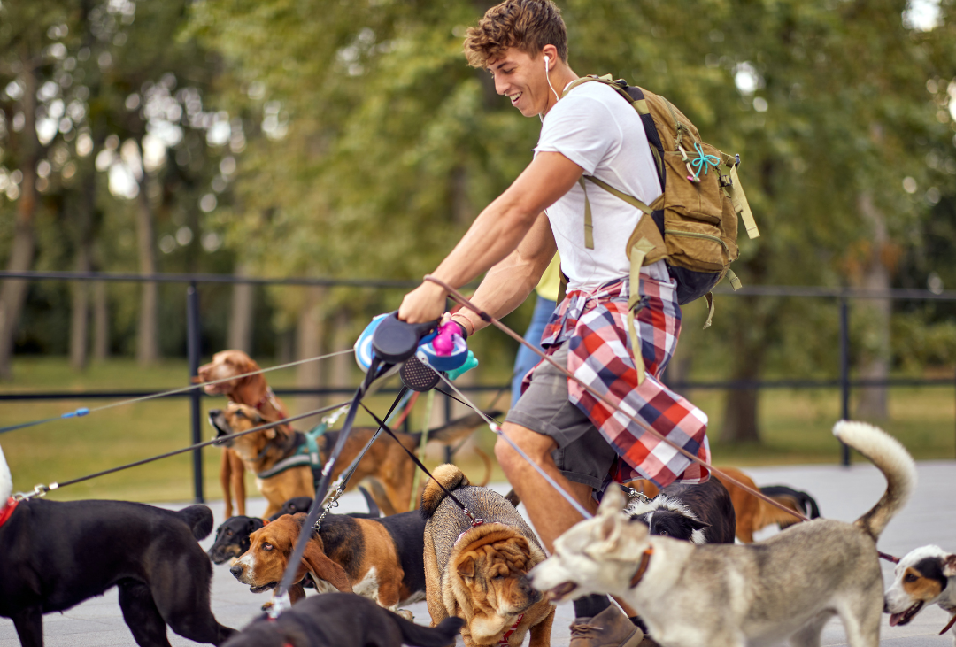 college student dog-walker with dogs