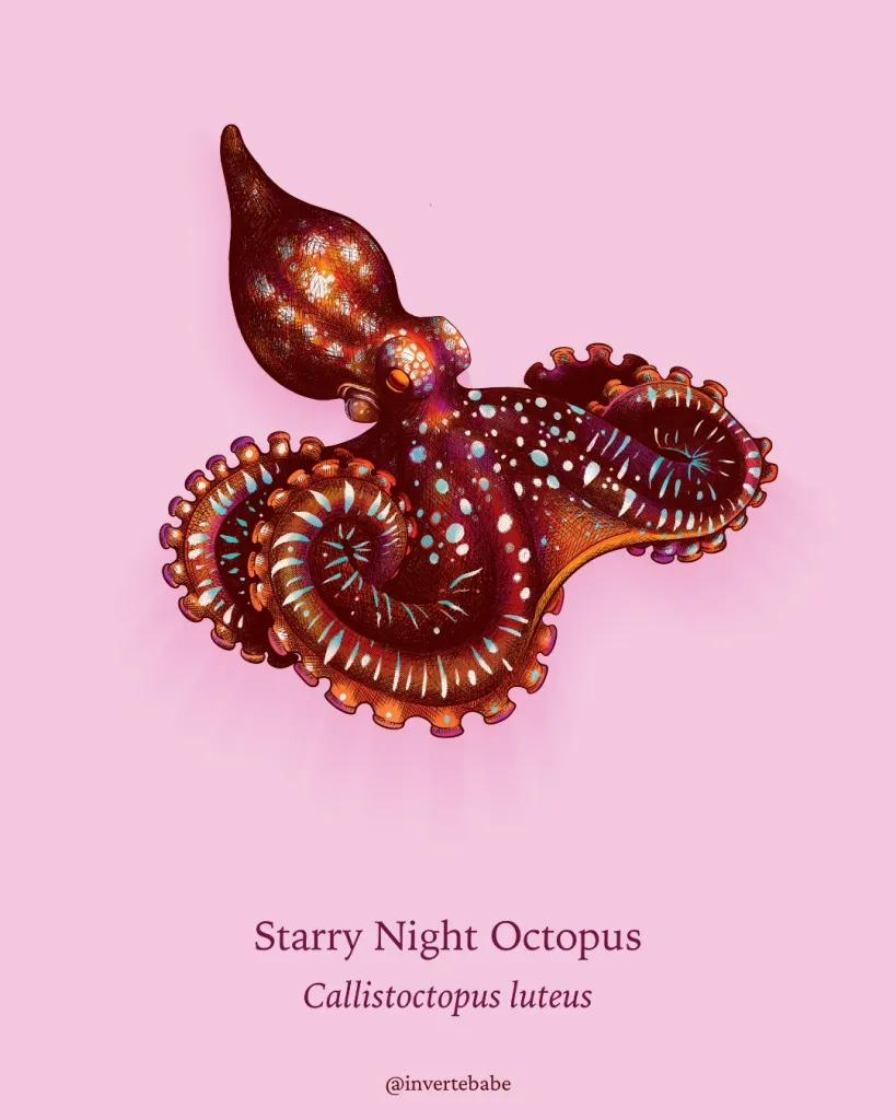 Illustration of a Starry Night Octopus, callistoctopus luteus, by Meg Mindlin @invertebabe