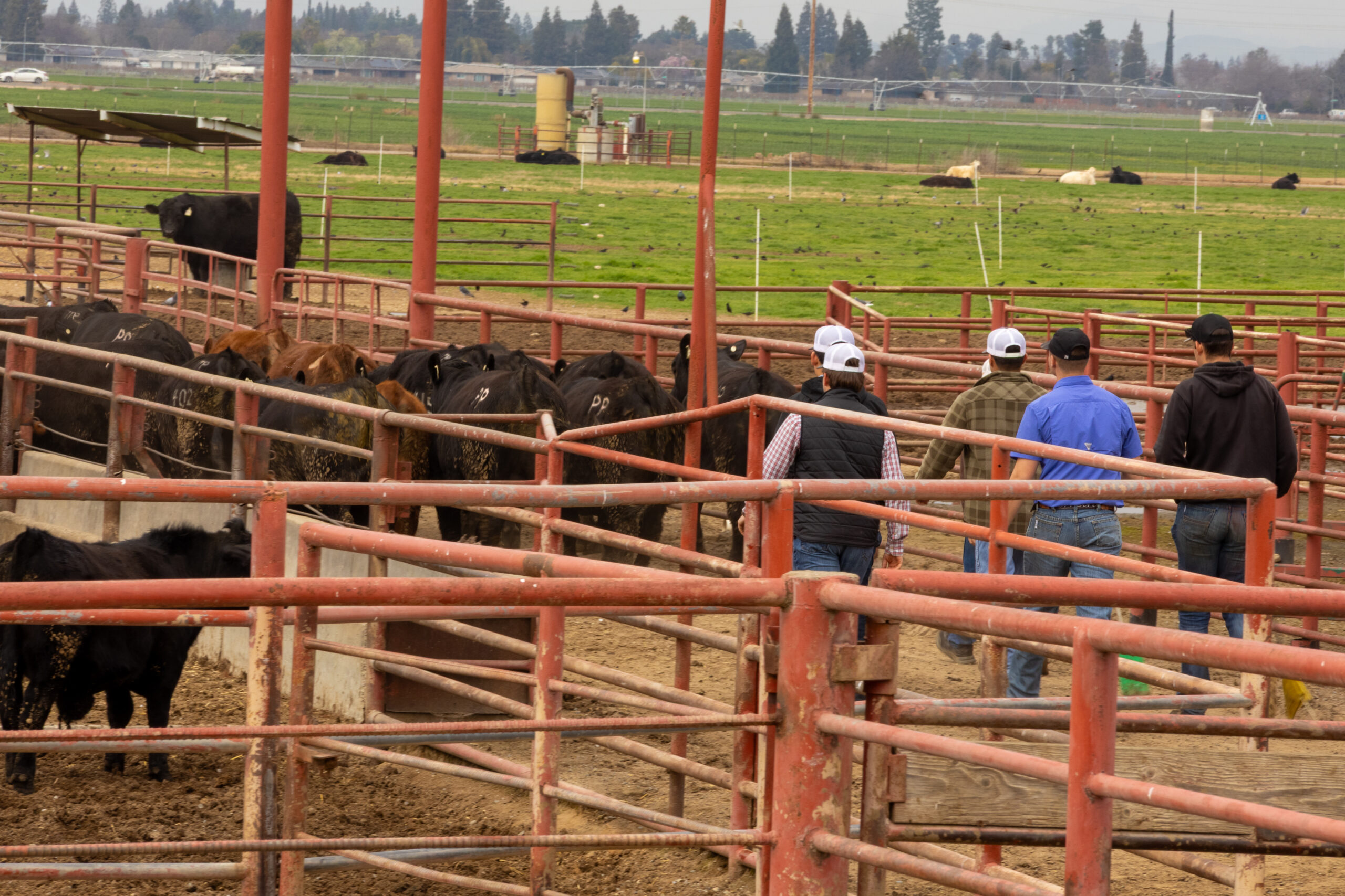 Future farmers grow real-world skills at Cal State’s working farms